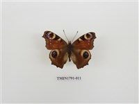 藏品(外國蝴蝶)的圖片